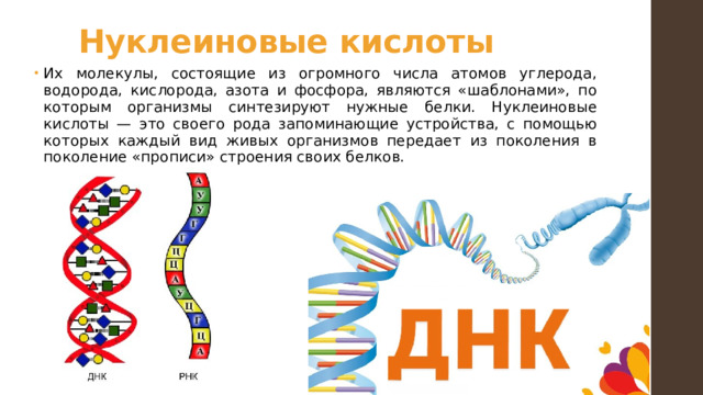 Нуклеиновые кислоты Их молекулы, состоящие из огромного числа атомов углерода, водорода, кислорода, азота и фосфора, являются «шаблонами», по которым организмы синтезируют нужные белки. Нуклеиновые кислоты — это своего рода запоминающие устройства, с помощью которых каждый вид живых организмов передает из поколения в поколение «прописи» строения своих белков. 