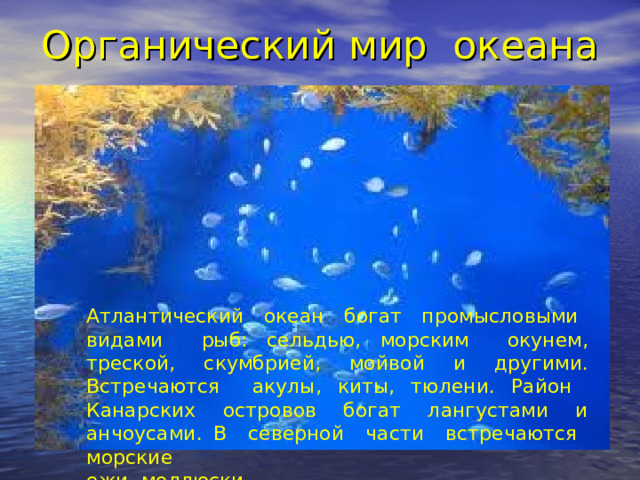 Органический мир океана Атлантический океан богат промысловыми видами рыб: сельдью, морским окунем, треской, скумбрией, мойвой и другими. Встречаются акулы, киты, тюлени. Район Канарских островов богат лангустами и анчоусами. В северной части встречаются морские ежи, моллюски. 