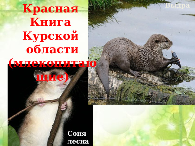 Выдра Красная Книга Курской области (млекопитающие) Соня лесная 