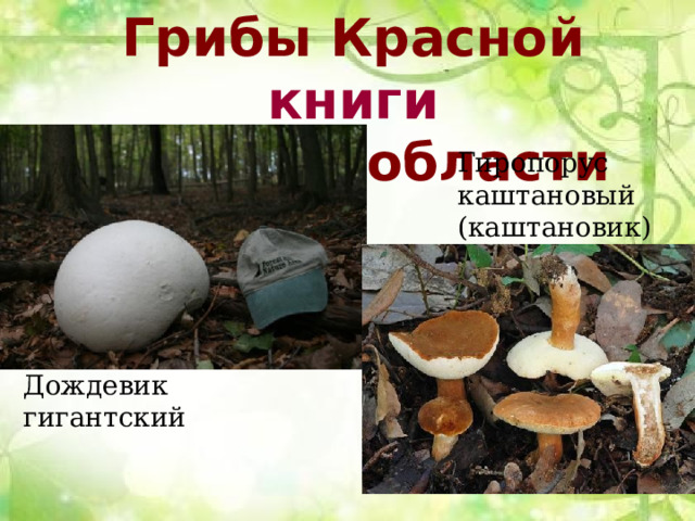 Грибы  Красной книги Курской  области Гиропорус каштановый (каштановик) Дождевик гигантский 