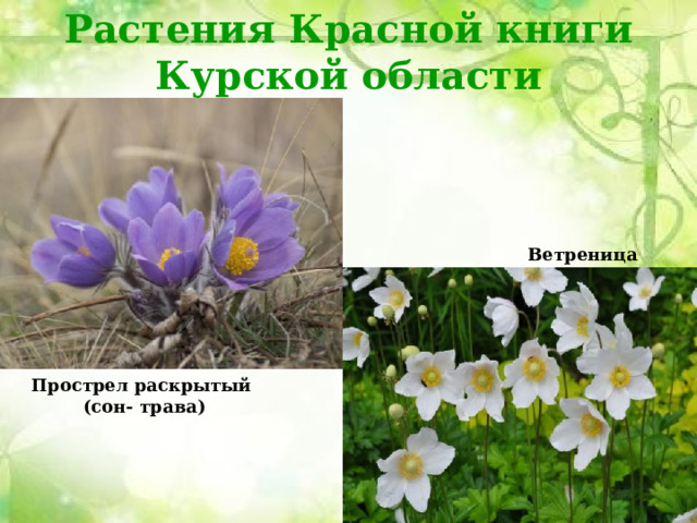 Растения Красной книги Курской области Ветреница лесная Прострел раскрытый (сон- трава) 