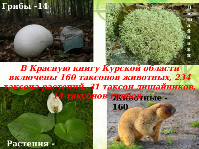 Грибы -14 Лишайники  В Красную книгу Курской области включены 160 таксонов животных, 234 таксона растений, 31 таксон лишайников, 14 таксонов грибов. Животные -160 Растения -234 