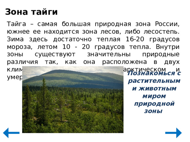 Зона тайги Тайга – самая большая природная зона России, южнее ее находится зона лесов, либо лесостепь. Зима здесь достаточно теплая 16-20 градусов мороза, летом 10 - 20 градусов тепла. Внутри зоны существуют значительны природные различия так, как она расположена в двух климатических поясах - субарктическом и умеренном. Познакомься с растительным и животным миром природной зоны 