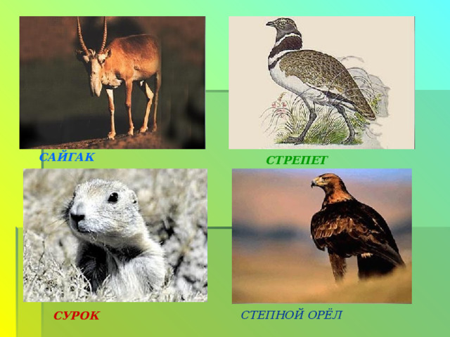 САЙГАК СТРЕПЕТ СТЕПНОЙ ОРЁЛ СУРОК 