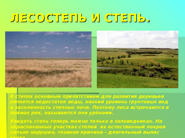 ЛЕСОСТЕПЬ И СТЕПЬ. В степях основным препятствием для развития деревьев является недостаток воды, низкий уровень грунтовых вод и засоленность степных почв. Поэтому леса встречаются в поймах рек, называются они урёнами. Увидеть степь теперь можно только в заповедниках. На нераспаханных участках степей их естественный покров сильно нарушен, главная причина – длительный выпас скота. 