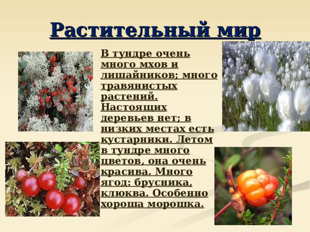 Растительный мир  В тундре очень много мхов и лишайников; много травянистых растений. Настоящих деревьев нет; в низких местах есть кустарники. Летом в тундре много цветов, она очень красива. Много ягод: брусника, клюква. Особенно хороша морошка. 