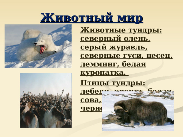 Животный мир  Животные тундры: северный олень, серый журавль, северные гуси, песец, лемминг, белая куропатка.  Птицы тундры: лебеди, кречет, белая сова, кулик чернозобик.  