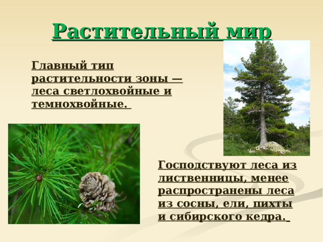 Растительный мир  Главный тип растительности зоны — леса светлохвойные и темнохвойные.  Господствуют леса из лиственницы, менее распространены леса из сосны, ели, пихты и сибирского кедра.  