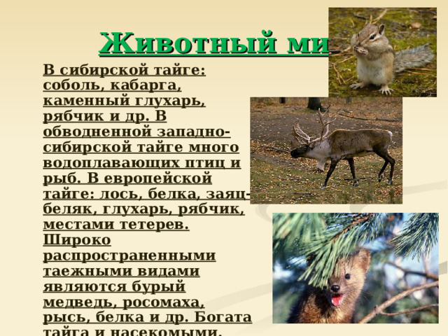 Животный мир  В сибирской тайге: соболь, кабарга, каменный глухарь, рябчик и др. В обводненной западно-сибирской тайге много водоплавающих птиц и рыб. В европейской тайге: лось, белка, заяц-беляк, глухарь, рябчик, местами тетерев. Широко распространенными таежными видами являются бурый медведь, росомаха, рысь, белка и др. Богата тайга и насекомыми. 