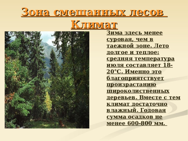 Зона смешанных лесов  Климат  Зима здесь менее суровая, чем в таежной зоне. Лето долгое и теплое: средняя температура июля составляет 18-20°С. Именно это благоприятствует произрастанию широколиственных деревьев. Вместе с тем климат достаточно влажный. Годовая сумма осадков не менее 600-800 мм.  