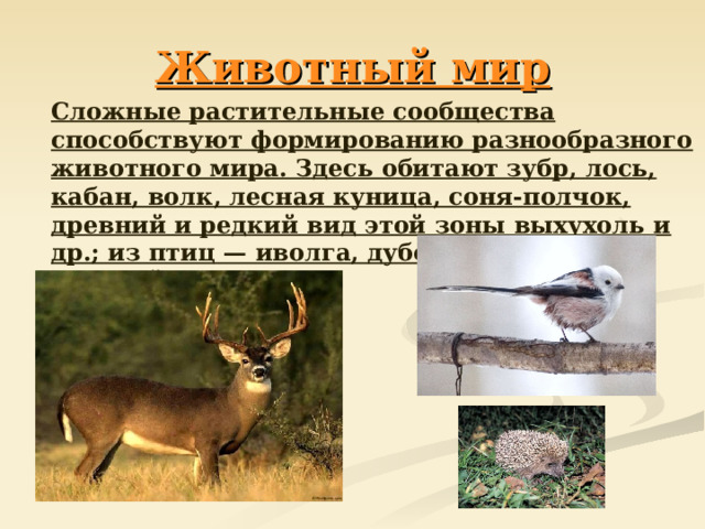 Животный мир  Сложные растительные сообщества способствуют формированию разнообразного животного мира. Здесь обитают зубр, лось, кабан, волк, лесная куница, соня-полчок, древний и редкий вид этой зоны выхухоль и др.; из птиц — иволга, дубонос, зеленый и средний дятлы и др. 