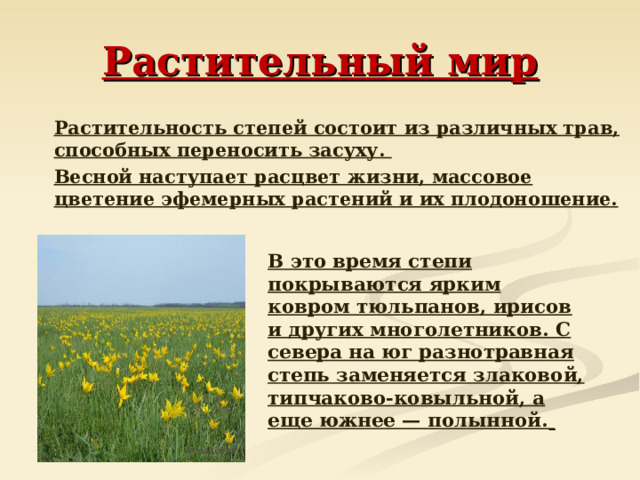 Растительный мир  Растительность степей состоит из различных трав, способных переносить засуху.  Весной наступает расцвет жизни, массовое цветение эфемерных растений и их плодоношение.  В это время степи покрываются ярким ковром тюльпанов, ирисов и других многолетников. С севера на юг разнотравная степь заменяется злаковой, типчаково-ковыльной, а еще южнее — полынной.  