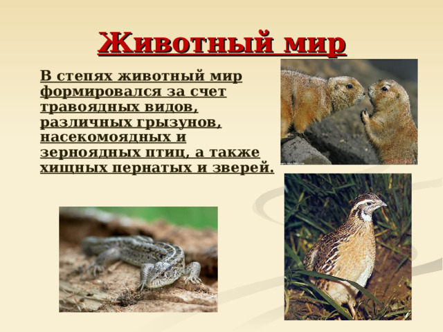 Животный мир  В степях животный мир формировался за счет травоядных видов, различных грызунов, насекомоядных и зерноядных птиц, а также хищных пернатых и зверей. 