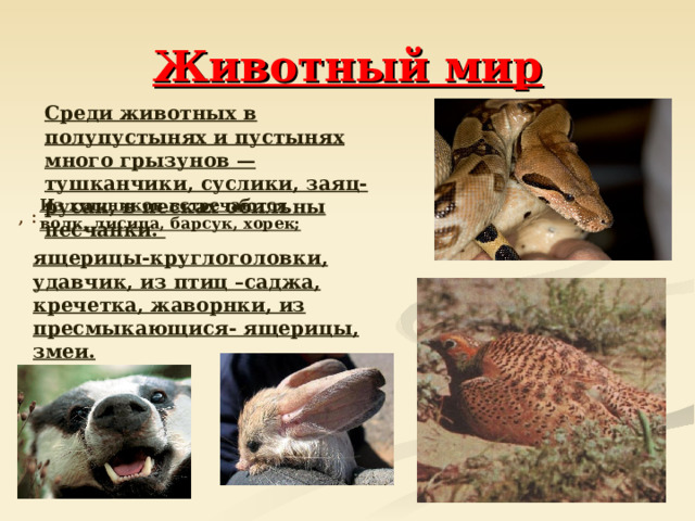 Животный мир  Среди животных в полупустынях и пустынях много грызунов — тушканчики, суслики, заяц-русак, в песках обильны песчанки.  Из хищников встречаются волк, лисица, барсук, хорек; , :  ящерицы-круглоголовки, удавчик, из птиц –саджа, кречетка, жаворнки, из пресмыкающися- ящерицы, змеи.   