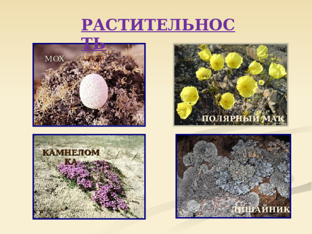 РАСТИТЕЛЬНОСТЬ МОХ ПОЛЯРНЫЙ МАК КАМНЕЛОМКА ЛИШАЙНИК 