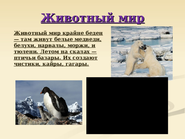 Животный мир   Животный мир крайне беден — там живут белые медведи, белухи, нарвалы, моржи, и тюлени. Летом на скалах — птичьи базары. Их создают чистики, кайры, гагары. 