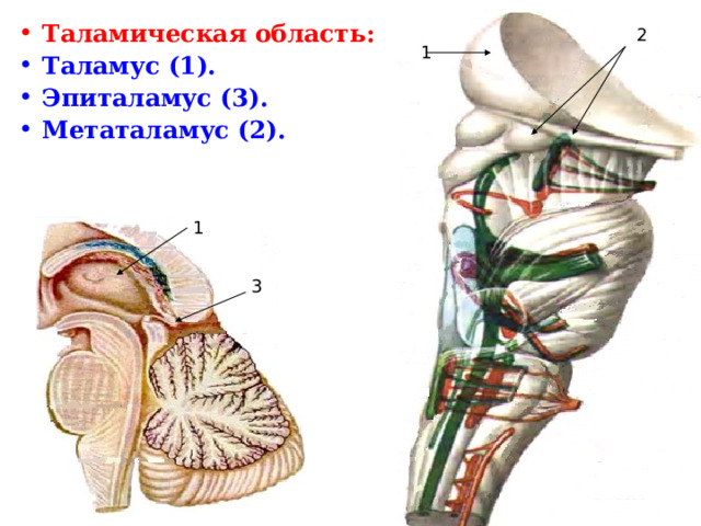 Таламическая область: Таламус (1). Эпиталамус (3). Метаталамус (2). 2 1 1 3 
