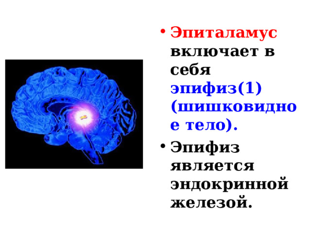 Эпиталамус включает в себя эпифиз(1)  (шишковидное тело). Эпифиз является эндокринной железой. 
