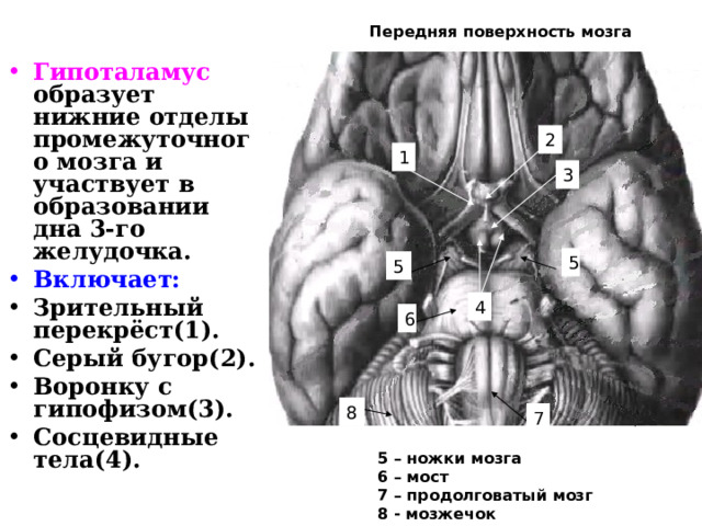 Передняя поверхность мозга  Гипоталамус образует нижние отделы промежуточного мозга и участвует в образовании дна 3-го желудочка. Включает: Зрительный перекрёст(1). Серый бугор(2). Воронку с гипофизом(3). Сосцевидные тела(4).  2 1 3 5 5 4 6 8 7 5 – ножки мозга 6 – мост 7 – продолговатый мозг 8 - мозжечок 