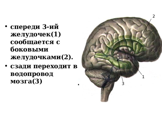 2 спереди 3-ий желудочек(1) сообщается с боковыми желудочками(2). сзади переходит в водопровод мозга(3)  1 3 