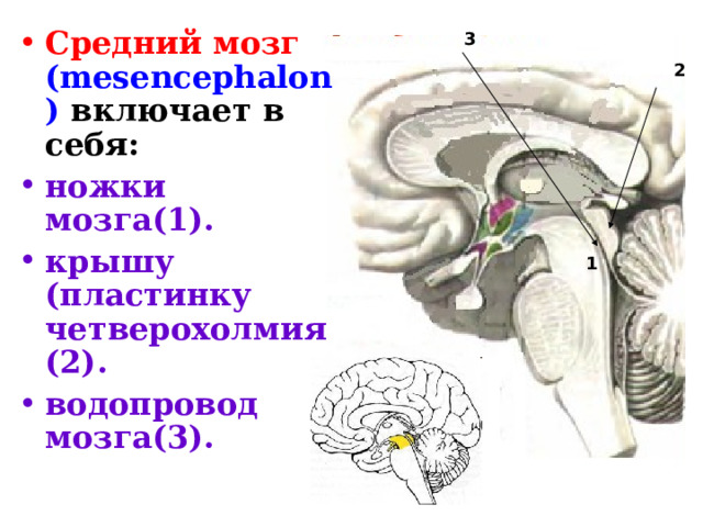 3 Средний мозг  ( mesencephalon ) включает в себя: ножки мозга(1). крышу (пластинку четверохолмия(2). водопровод мозга(3). 2  1 