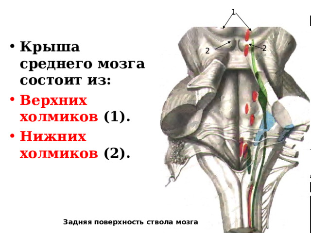 1  Крыша среднего мозга состоит из: Верхних холмиков (1). Нижних холмиков (2). 2 2 Задняя поверхность ствола мозга 