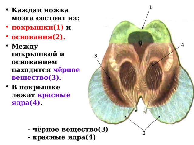 1 Каждая ножка мозга состоит из: покрышки(1) и основания(2). Между покрышкой и основанием находится чёрное вещество(3). В покрышке лежат красные ядра(4) .   4 3 - чёрное вещество(3) - красные ядра(4) 2 