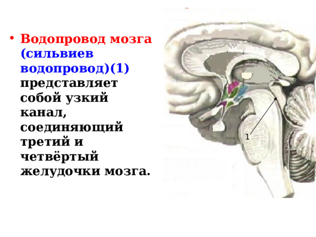 Водопровод мозга  (сильвиев водопровод)(1) представляет собой узкий канал, соединяющий третий и четвёртый желудочки мозга. 1 