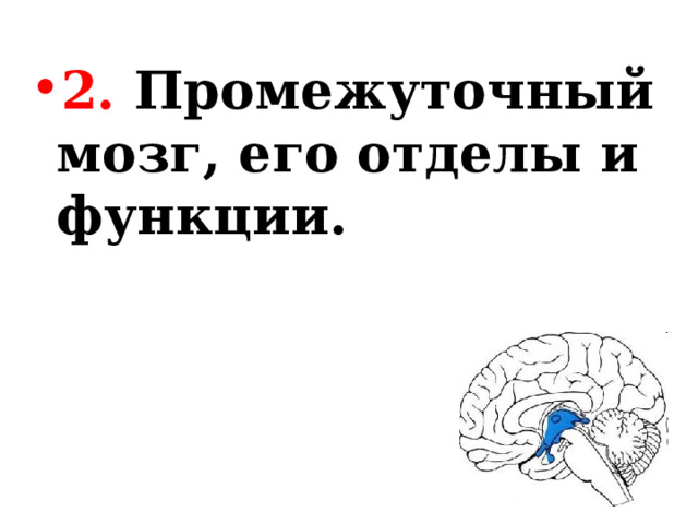 2. Промежуточный мозг, его отделы и функции. 