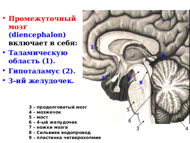 Промежуточный мозг  ( diencephalon ) включает в себя: Таламическую область (1). Гипоталамус (2). 3-ий желудочек. 1 9 2 7 8 3 – продолговатый мозг 4 – мозжечок 5 – мост 6 – 4-ый желудочек 7 – ножки мозга 8 – Сильвиев водопровод 9 – пластинка четверохолмия 5 6 3 4 