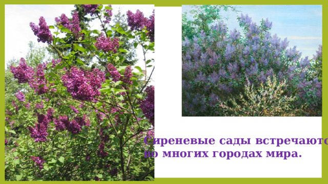 Сиреневые сады встречаются во многих городах мира. 