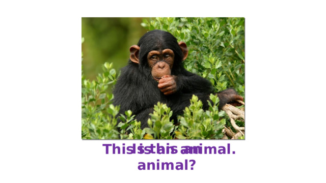 Is this an animal? This is an animal. 