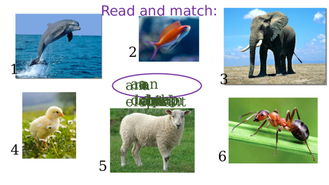 Read and match: 2 1 3 a sheep a dolphin an ant a chick a fish an elephant 4 6 5 