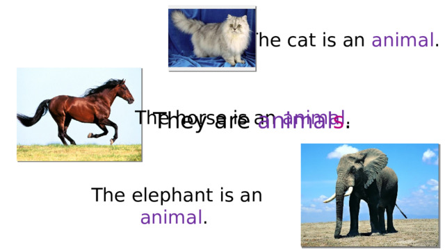 The cat is an animal .  The horse is an animal .  They are animal s .  The elephant is an animal .  