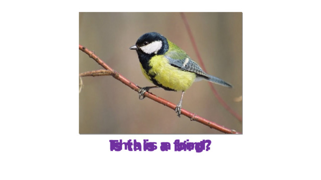 Is this a frog? This is a bird. Is this a bird? 