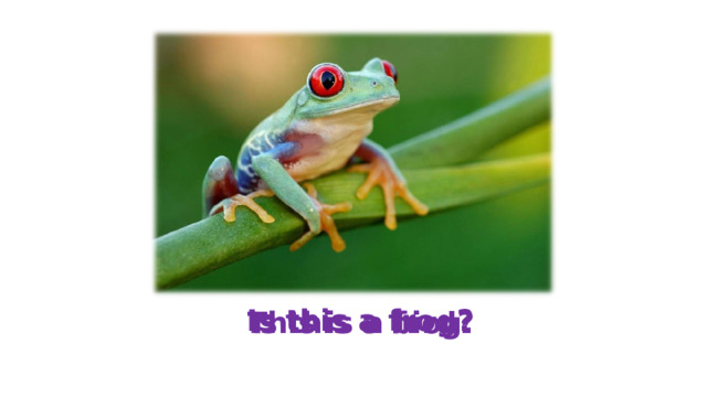Is this a frog? Is this a bird? This is a frog. 