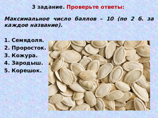 3 задание. Проверьте ответы:  Максимальное число баллов – 10 (по 2 б. за каждое название).  1. Семядоля. 2. Проросток. 3. Кожура. 4. Зародыш. 5. Корешок.   