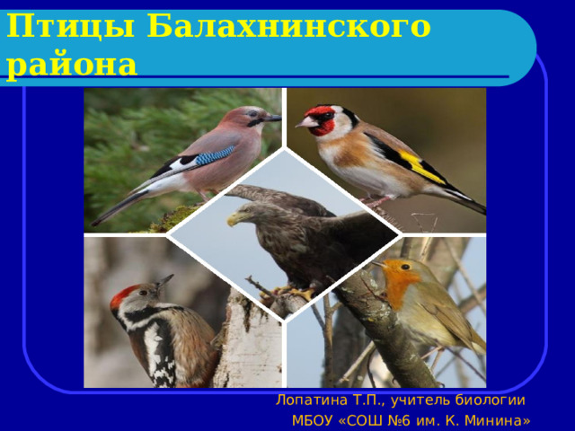 Птицы Балахнинского района  Выполнила: Пешехонова Елена  Руководитель: Лопатина Т.П. Лопатина Т.П., учитель биологии МБОУ «СОШ №6 им. К. Минина» 
