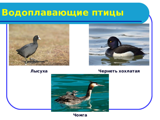 Водоплавающие птицы Лысуха Чернеть хохлатая Чомга 