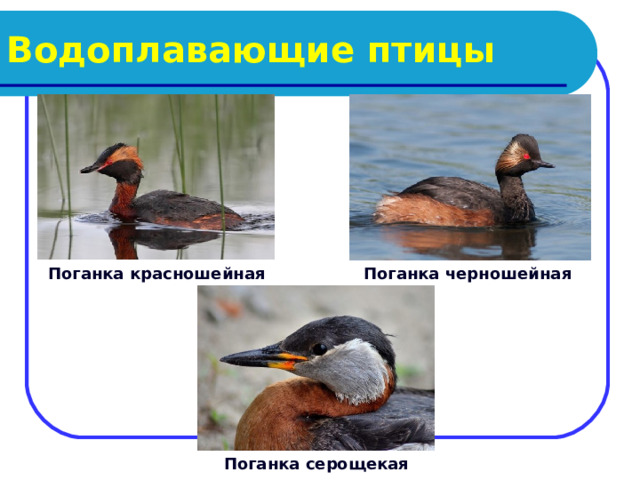 Водоплавающие птицы Поганка красношейная Поганка черношейная Поганка серощекая 