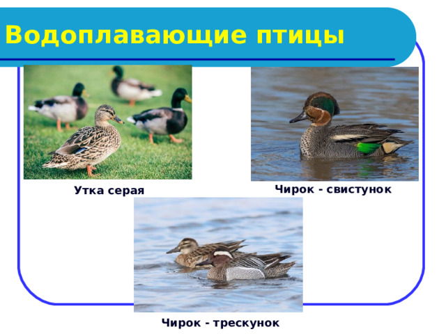 Водоплавающие птицы Чирок - свистунок Утка серая Чирок - трескунок 