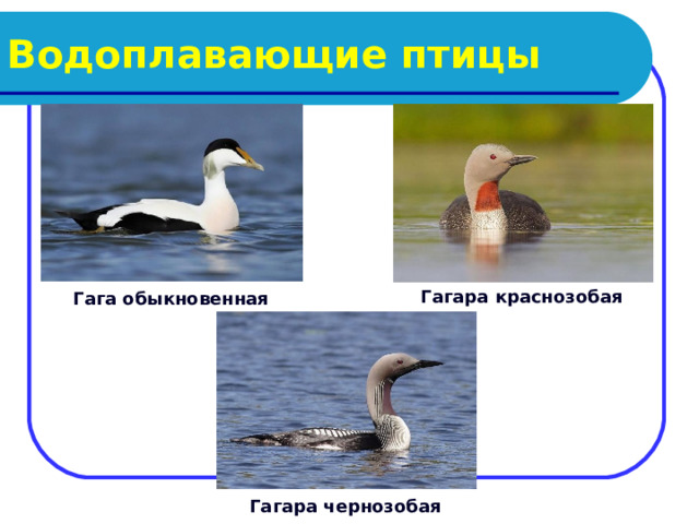 Водоплавающие птицы Гагара краснозобая Гага обыкновенная Гагара чернозобая 