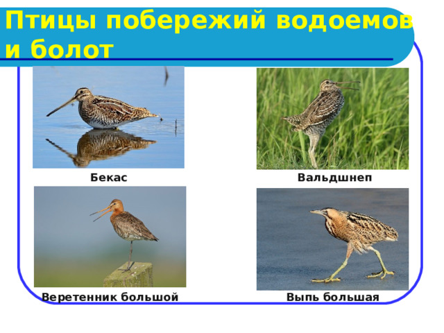 Птицы побережий водоемов и болот Бекас Вальдшнеп  Веретенник большой Выпь большая 