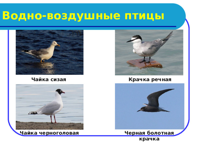 Водно-воздушные птицы Чайка сизая Крачка речная  Чайка черноголовая Черная болотная крачка 