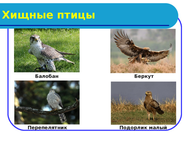 Хищные птицы Балобан Беркут  Перепелятник Подорлик малый 
