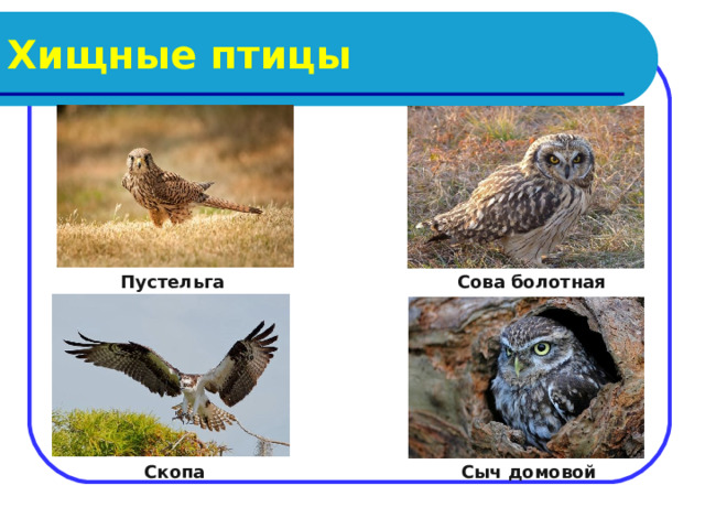 Хищные птицы Пустельга Сова болотная  Скопа Сыч домовой 