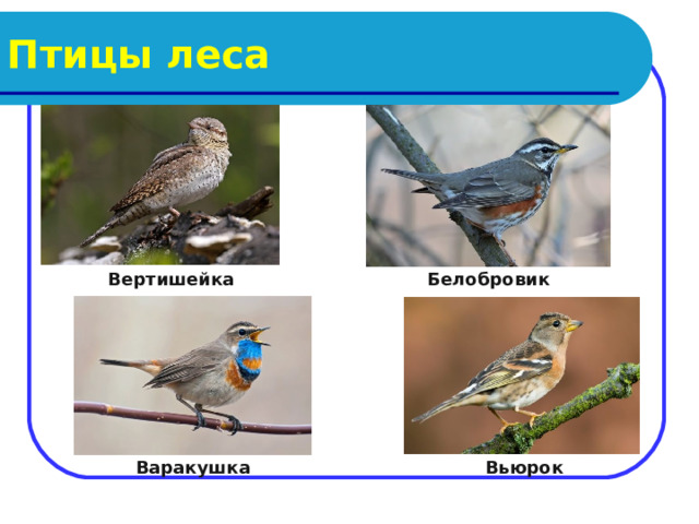 Птицы леса Вертишейка Белобровик  Варакушка Вьюрок 