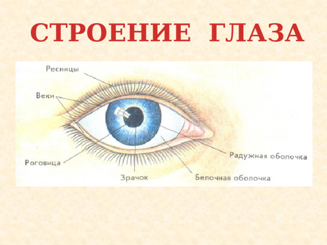 СТРОЕНИЕ ГЛАЗА 
