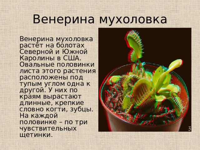 Венерина мухоловка  Венерина мухоловка растёт на болотах Северной и Южной Каролины в США. Овальные половинки листа этого растения расположены под тупым углом одна к другой. У них по краям вырастают длинные, крепкие словно когти, зубцы. На каждой половинке – по три чувствительных щетинки. 