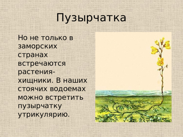 Пузырчатка  Но не только в заморских странах встречаются растения-хищники. В наших стоячих водоемах можно встретить пузырчатку утрикулярию. 
